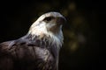 One captive eagle Royalty Free Stock Photo