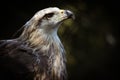 One captive eagle Royalty Free Stock Photo