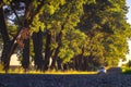 One car drives along an asphalt road along large trees at sunset. Early autumn. Travel concept