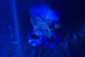 one carnival Venetian blue mask with feathers on a blue background. selective focus. the Brazilian carnival . Royalty Free Stock Photo