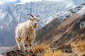 one cashmere goat