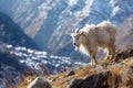 one cashmere goat