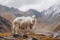 one cashmere goat