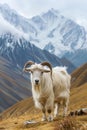 one cashmere goat