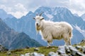 one cashmere goat