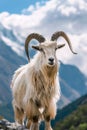 one cashmere goat