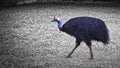 one cassowary male standing
