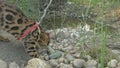 One cat bengal walks on the green grass. Bengal kitty learns to walk along the forest. Asian leopard cat tries to hide Royalty Free Stock Photo