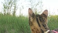 One cat bengal walks on the green grass. Bengal kitty learns to walk along the forest. Asian leopard cat tries to hide