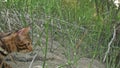 One cat bengal walks on the green grass. Bengal kitty learns to walk along the forest. Asian leopard cat tries to hide Royalty Free Stock Photo