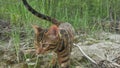 One cat bengal walks on the green grass. Bengal kitty learns to walk along the forest. Asian leopard cat tries to hide