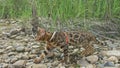 One cat bengal walks on the green grass. Bengal kitty learns to walk along the forest. Asian leopard cat tries to hide