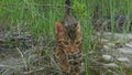 One cat bengal walks on the green grass. Bengal kitty learns to walk along the forest. Asian leopard cat tries to hide Royalty Free Stock Photo