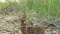 One cat bengal walks on the green grass. Bengal kitty learns to walk along the forest. Asian leopard cat tries to hide