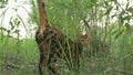 One cat bengal walks on the green grass. Bengal kitty learns to walk along the forest. Asian leopard cat tries to hide Royalty Free Stock Photo