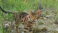 One cat bengal walks on the green grass. Bengal kitty learns to walk along the forest. Asian leopard cat tries to hide Royalty Free Stock Photo