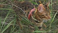 One cat bengal walks on the green grass. Bengal kitty learns to walk along the forest. Asian leopard cat tries to hide