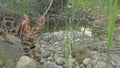 One cat bengal walks on the green grass. Bengal kitty learns to walk along the forest. Asian leopard cat tries to hide Royalty Free Stock Photo