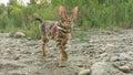 One cat bengal walks on the green grass. Bengal kitty learns to walk along the forest. Asian leopard cat tries to hide Royalty Free Stock Photo