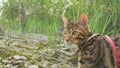 One cat bengal walks on the green grass. Bengal kitty learns to walk along the forest. Asian leopard cat tries to hide