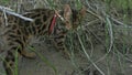 One cat bengal walks on the green grass. Bengal kitty learns to walk along the forest. Asian leopard cat tries to hide