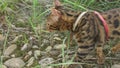 One cat bengal walks on the green grass. Bengal kitty learns to walk along the forest. Asian leopard cat tries to hide