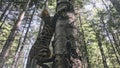 One cat in a city park. Bengal wildcat walk on the forest in collar. Asian Jungle Cat or Swamp or Reed. Domesticated Royalty Free Stock Photo