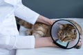 One cat in a collar on the table, the hands of the girl`s veterinarian hold the cat. Care of Pets.