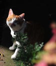One cat in gardon Royalty Free Stock Photo
