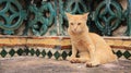 One Cat Relaxtion on Colored Mosaics Local Pagoda Royalty Free Stock Photo