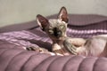 1, one cat, Sphynx breed canadian lying on the bed