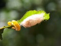 Caterpillar on the leaf and larvae Royalty Free Stock Photo