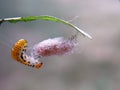 Caterpillar on the leaf and larvae Royalty Free Stock Photo