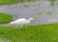 One Cattle Egret foraging for food in shallow marsh waters.