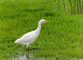 One Cattle Egret foraging for food in shallow marsh waters