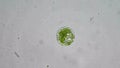 One-celled algae