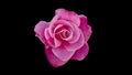 One centered pink rose banner or background with copy space Royalty Free Stock Photo