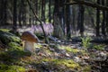 One cep mushroom grow in moss wood