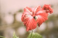 One Chaba flower Hibiscus rosa-sinensis chinese rose, red color, blooming in morning sunlight in background. Vintage Royalty Free Stock Photo