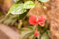 One Chaba flower Hibiscus rosa-sinensis chinese rose, red color, hanging downward, blooming in morning sunlight in isolated Royalty Free Stock Photo