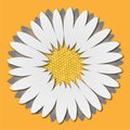 Camomile, Chrysanthemum