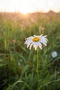 One chamomile with morning dew drops on meadow and summer dawn sun. Royalty Free Stock Photo