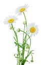 One chamomile or daisies with leaves isolated on white background