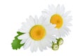 One chamomile or daisies with leaves isolated on white background Royalty Free Stock Photo