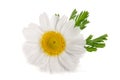 One chamomile or daisies with leaves isolated on white background Royalty Free Stock Photo