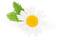 One chamomile or daisies with leaves isolated on white background Royalty Free Stock Photo