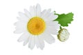 One chamomile or daisies with leaves isolated on white background Royalty Free Stock Photo