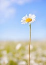 One chamomile on summer field and blue sky background Royalty Free Stock Photo