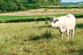 One Charolais cow standing in a french hay field, late afternoon