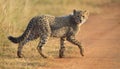 One Cheetah cub playing early morning in a road